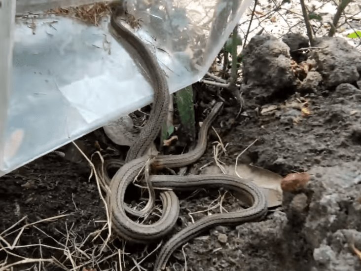 Alertan por avistamiento de serpientes en Medellín de Bravo
