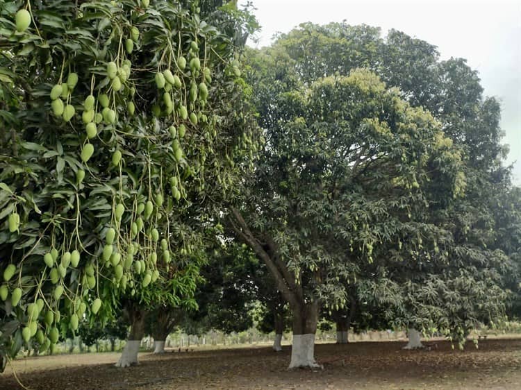Plaga y cambios de clima afectan la producción del mango en Medellín