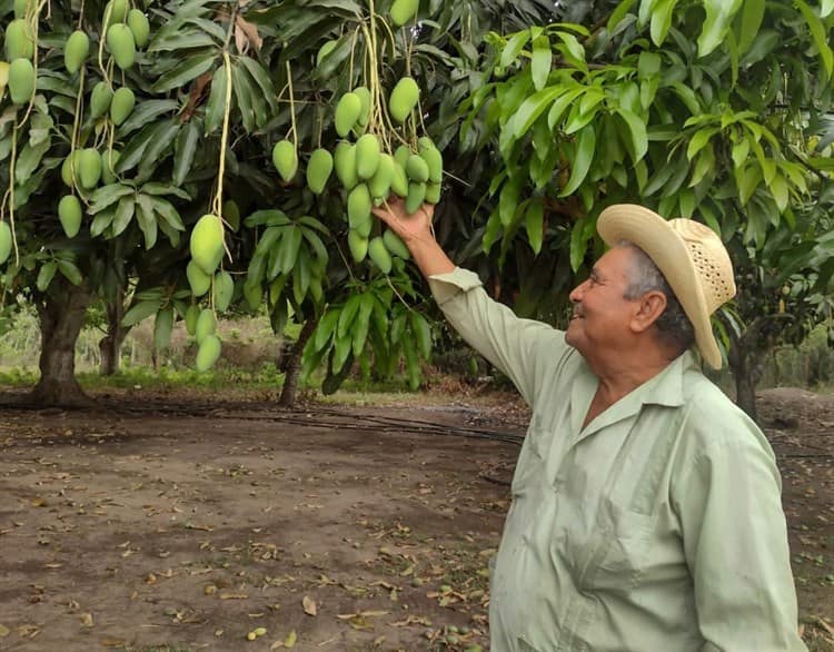 Plaga y cambios de clima afectan la producción del mango en Medellín