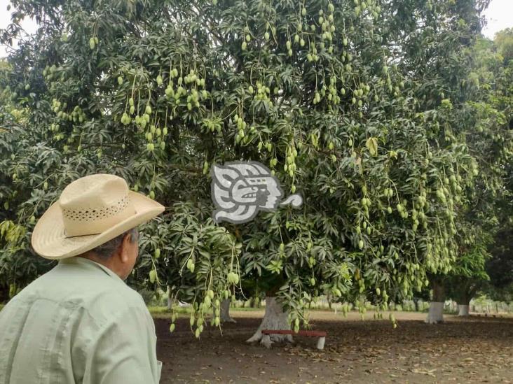 Plaga y cambios de clima afectan la producción del mango en Medellín