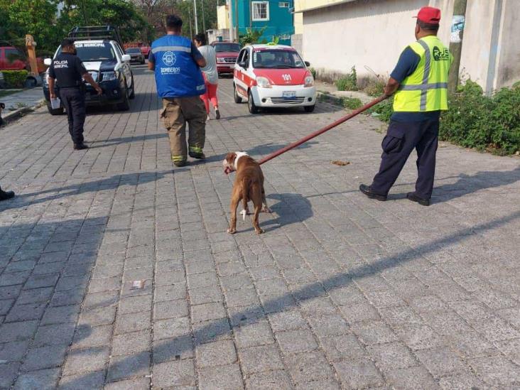 Piden intervención de autoridades por perros violentos en San Andrés Tuxtla