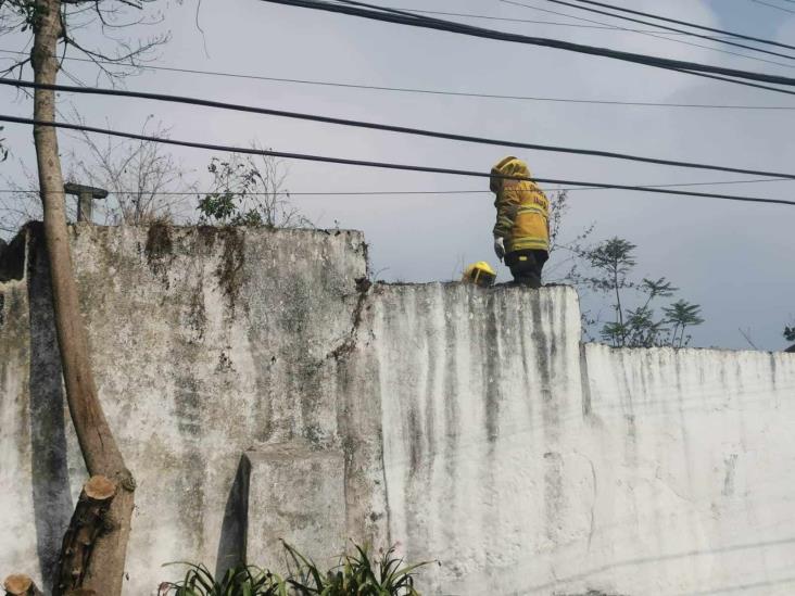 Atacan abejas a trabajadores del Ayuntamiento de Xalapa y transeúntes