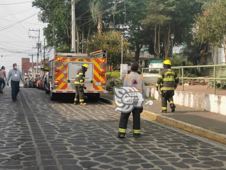 Atacan abejas a trabajadores del Ayuntamiento de Xalapa y transeúntes