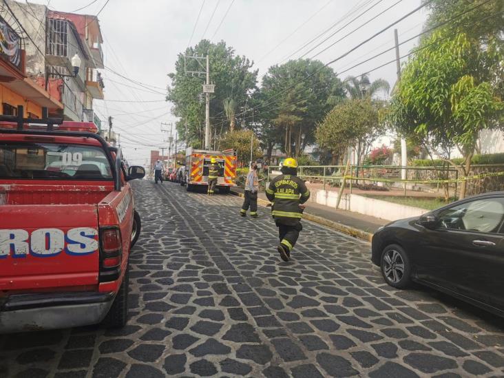 Atacan abejas a trabajadores del Ayuntamiento de Xalapa y transeúntes