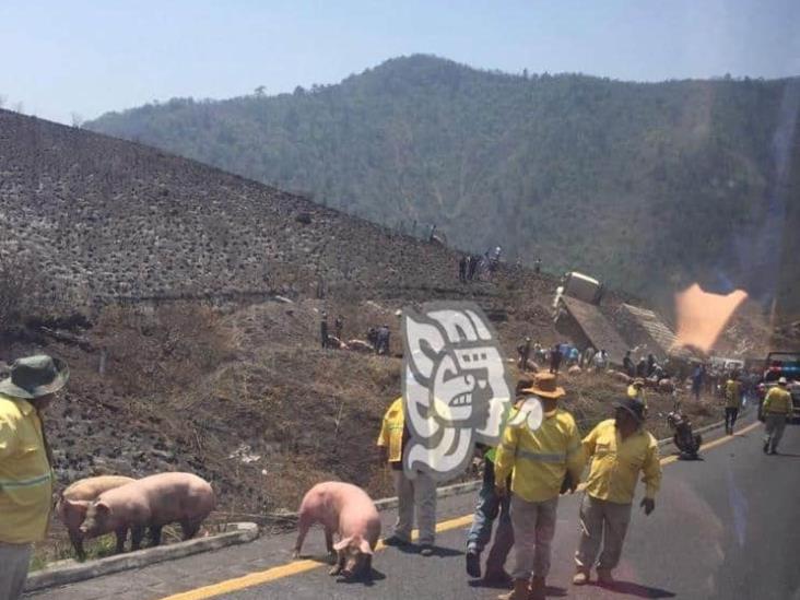 Rapiñeros roban cerdos en Cumbres de Maltrata, tras percance