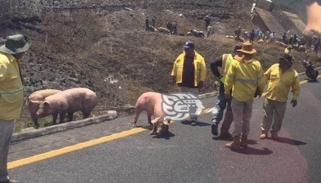 Rapiñeros roban cerdos en Cumbres de Maltrata, tras percance