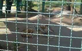 Lobo ataca a un niño en el Zoológico de Nezahualcóyotl
