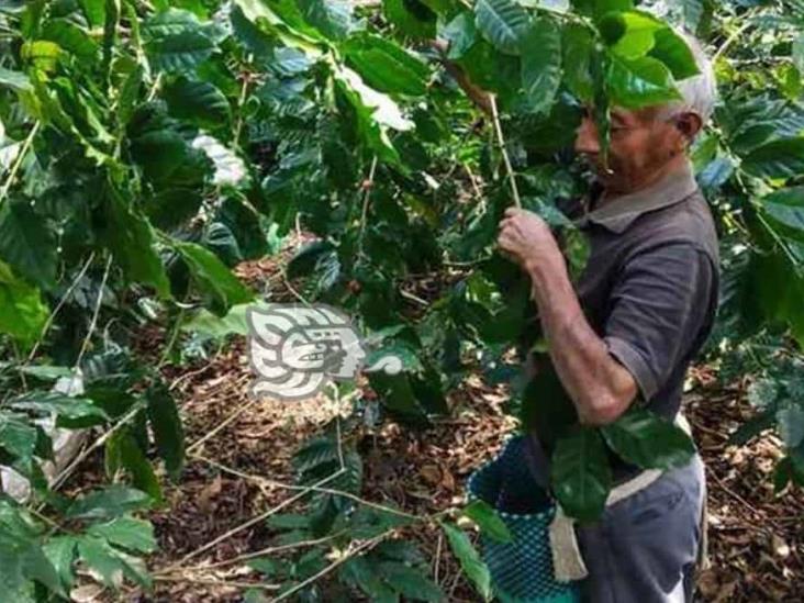 Cafeticultores de la sierra misanteca, preocupados por la roya