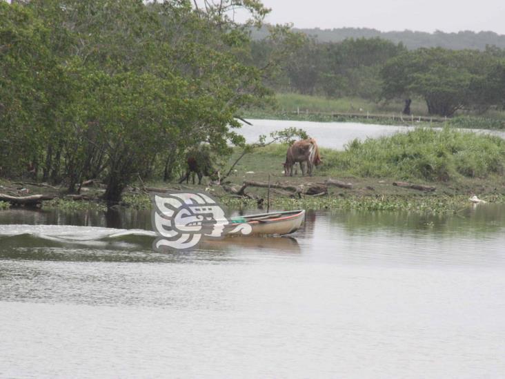 Estarían abandonando perros en manglares del río Tonalá