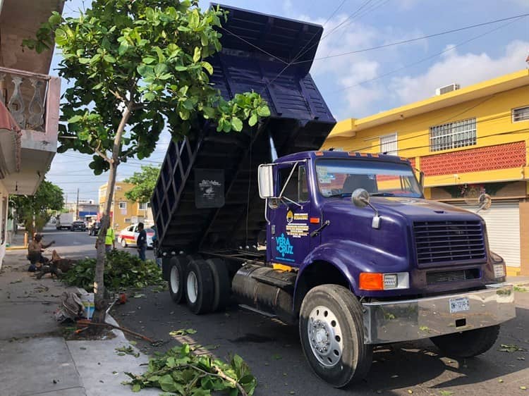 Automovilista se impacta contra un árbol y se da a la fuga, en Veracruz