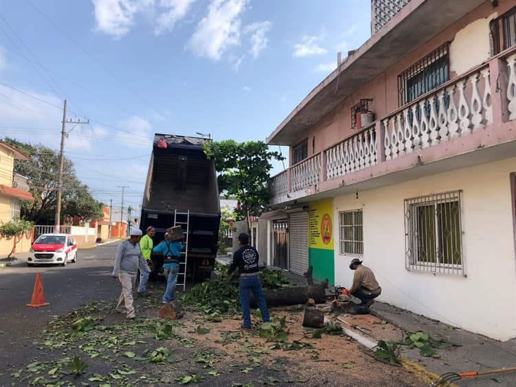 Automovilista se impacta contra un árbol y se da a la fuga, en Veracruz