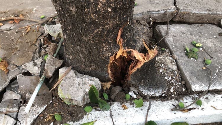 Automovilista se impacta contra un árbol y se da a la fuga, en Veracruz