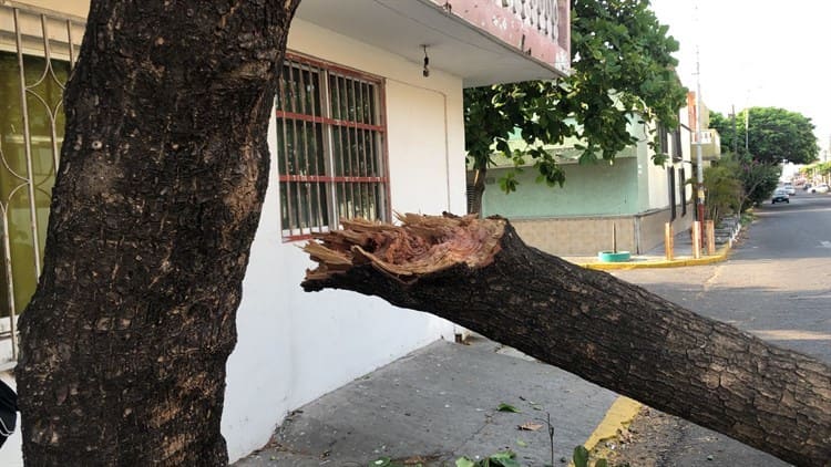 Automovilista se impacta contra un árbol y se da a la fuga, en Veracruz