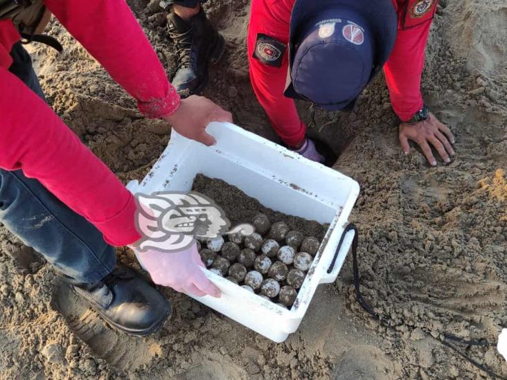 Encuentran huevos de tortuga en playas de Coatzacoalcos