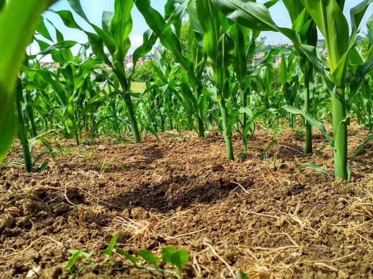 Plagas y altos precios en fertilizantes e insecticidas frenan las siembras