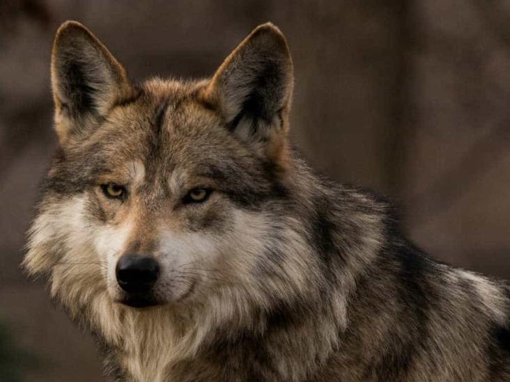 Reportan estable a Alexis, niño mordido por un lobo en Edomex