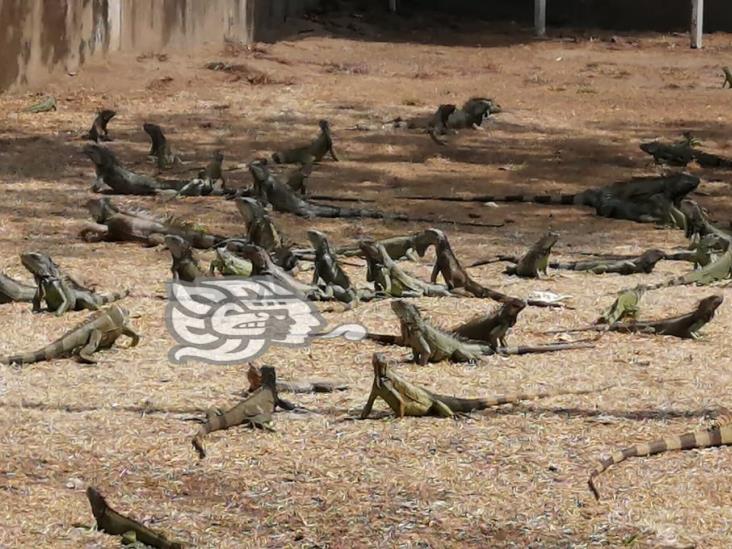 Iguanas del Paseo Ribereño, sufren por falta de alimento