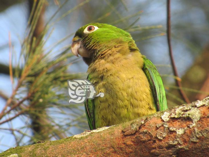 Tráfico de fauna silvestre, delito sin poder abatirse en el sur de Veracruz