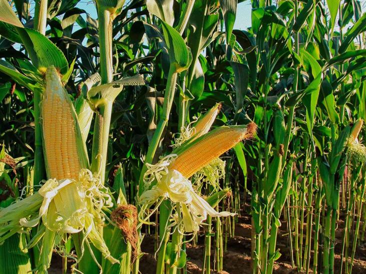 Firme, postura de México en contra del maíz transgénico: AMLO