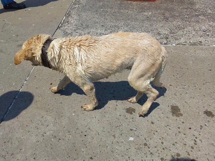 Rescatan a perrita que naufragaba en la zona de muelles en el Malecón de Veracruz