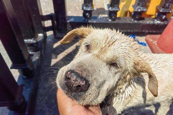 Rescatan a perrita que naufragaba en la zona de muelles en el Malecón de Veracruz