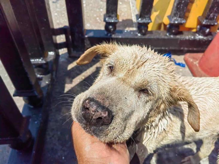 Rescatan a perrita que naufragaba en la zona de muelles en el Malecón de Veracruz