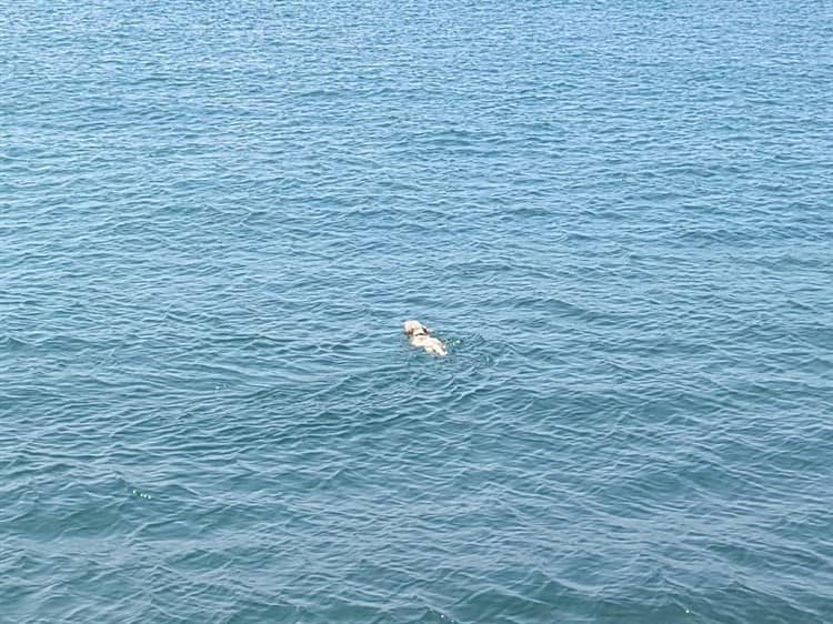 Rescatan a perrita que naufragaba en la zona de muelles en el Malecón de Veracruz