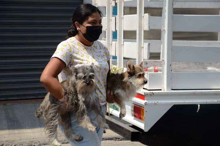 Realizan operativo por maltrato animal en hotel canino de Veracruz