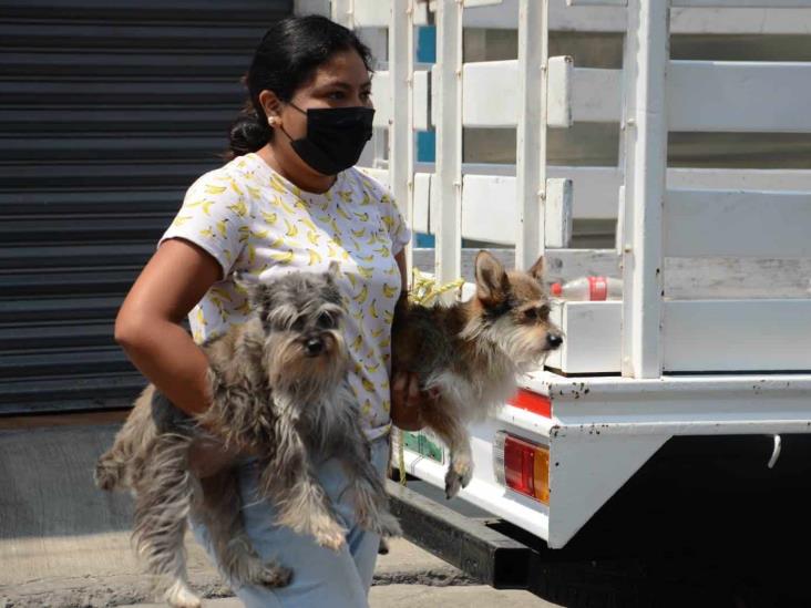 Pet Park en Veracruz podría recibir multa de 40 mil pesos por maltrato animal