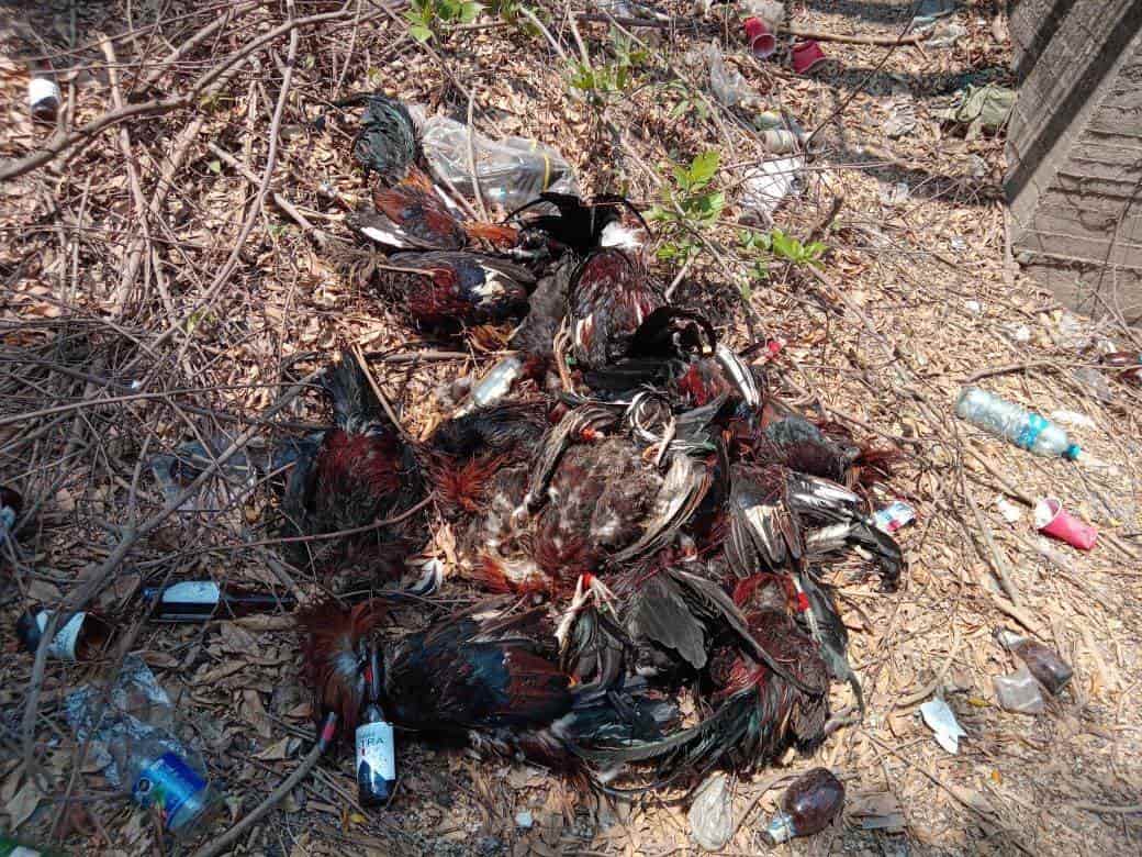 Alarma a pobladores hallazgo de gallos muertos en El Guasimal, Medellín