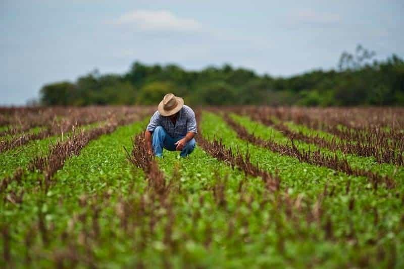 Alistan censo para productores del campo veracruzano