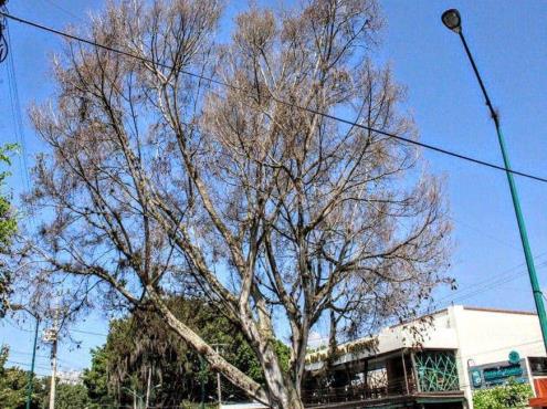 Árbol de Díaz Mirón, en Xalapa, ‘estaba muerto’, justifica ayuntamiento