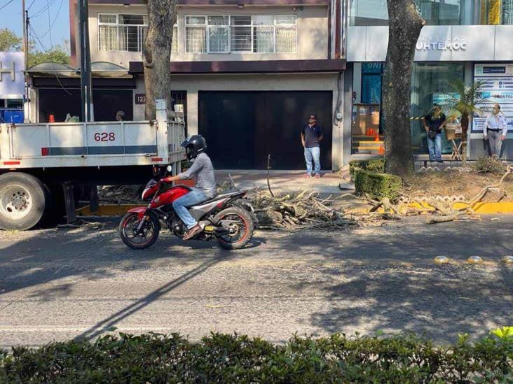 Advierten por poda extrema en Xalapa; árboles, en riesgo de morir