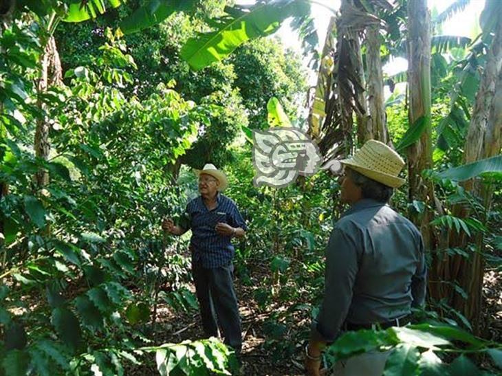 Roya y nuevas plagas, amenaza para el café veracruzano