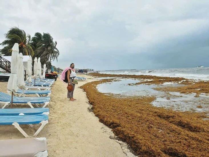 Sargazo comienza a invadir en exceso las playas de Quintana Roo