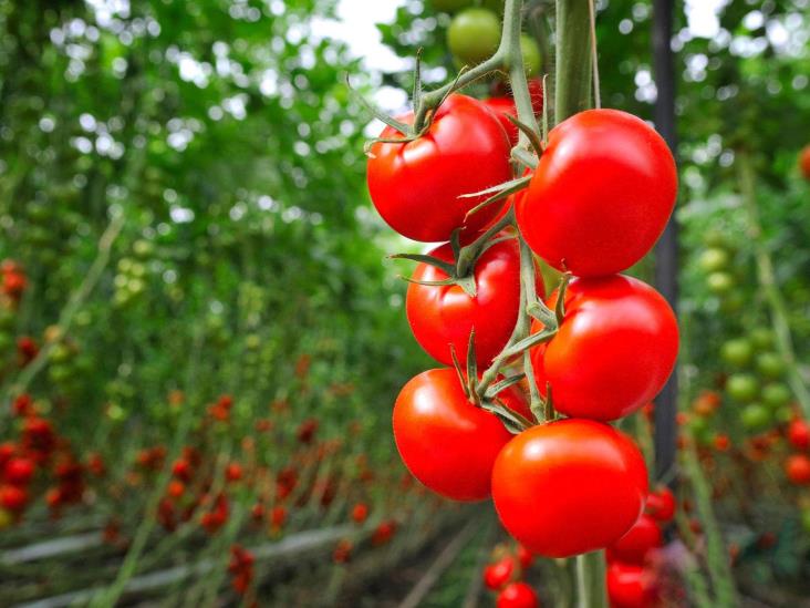 Genética de tomates ricos en vitamina D “podrían ayudar a millones de personas”