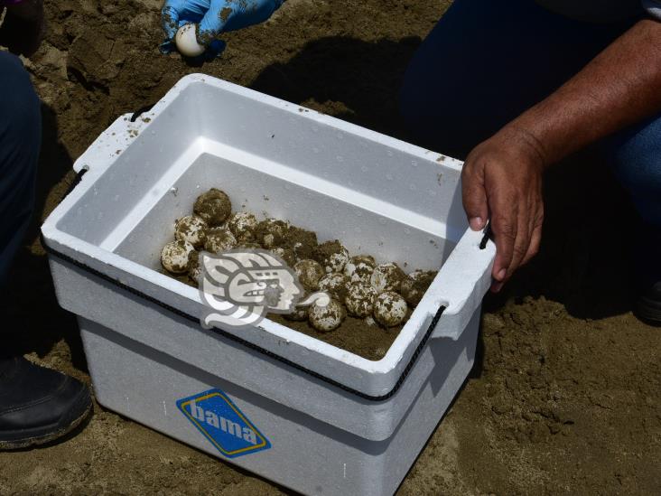 Profepa resguarda huevos localizados en playas de Coatzacoalcos