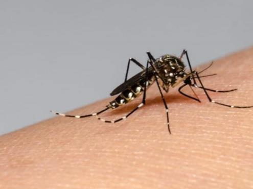 Veracruz suma 93 casos de dengue, está en el cuarto lugar a nivel nacional
