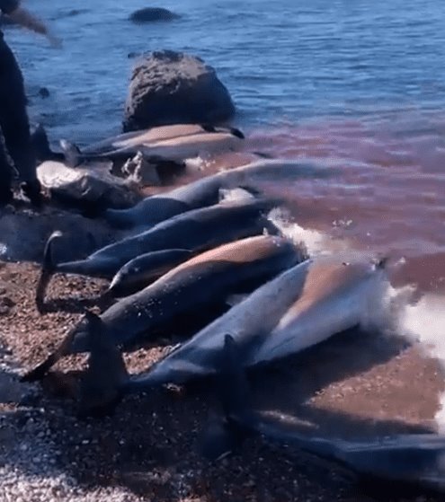 Localizan 30 delfines muertos en playas de Baja California Sur