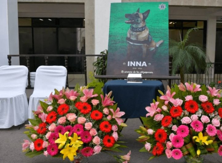 Rinden homenaje a Inna, perrita que localizó fosa con víctimas de feminicidio