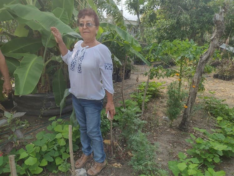 Ciudadanos crean el “Vivero de las Hormigas Acuáticas” en Veracruz