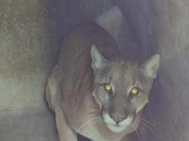 Captura Profepa a puma que deambulaba por calles de Tlaxcala