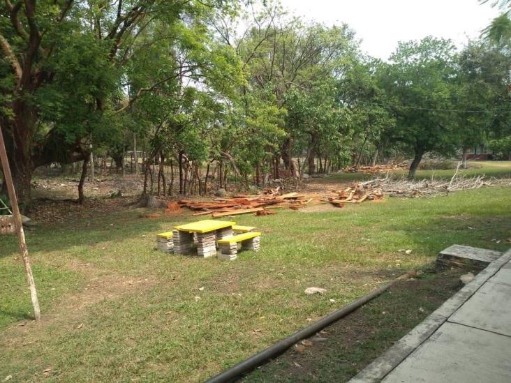 Denuncian tala de árboles en secundaria de Misantla