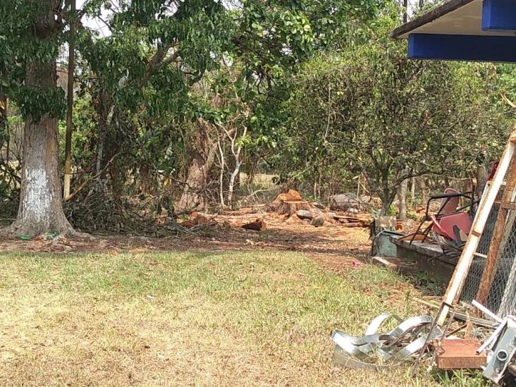 Denuncian tala de árboles en secundaria de Misantla