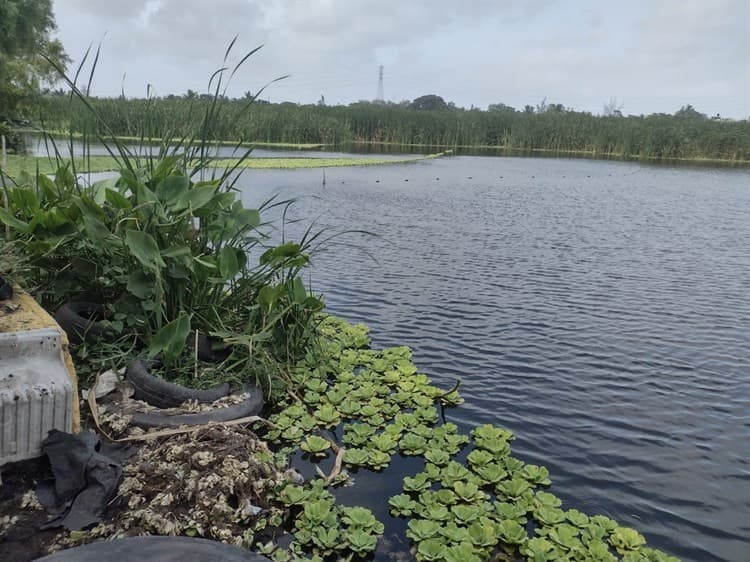 Laguna La Espuma en Veracruz, fuente de alimento para pobladores