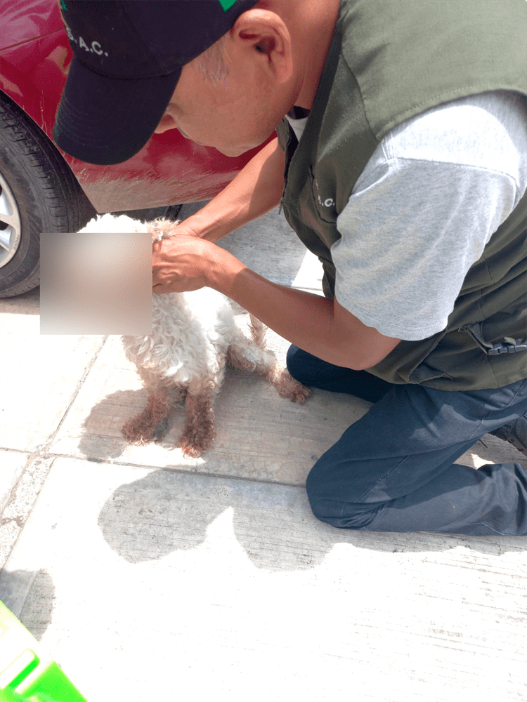 Abandonan a perrito con cáncer en Veracruz