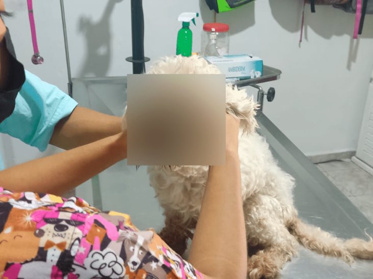 Abandonan a perrito con cáncer en Veracruz