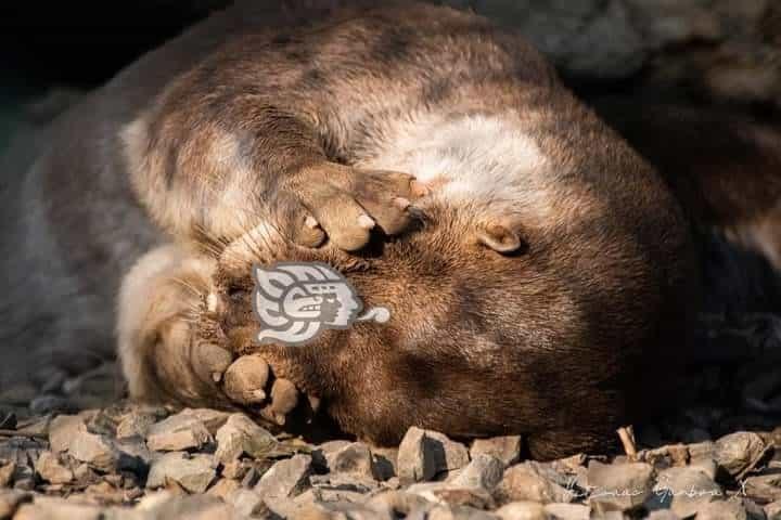 ‘Altas temperaturas no han afectado a animales en UMA de Orizaba’, aseguran