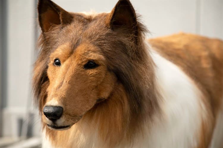 Hombre en Japón gasta millones de pesos en un disfraz de perro