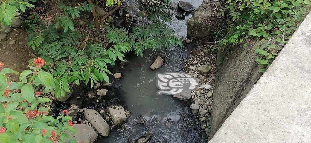 Aguas cristalinas lucen envenenadas; grave contaminación en arroyo en Misantla